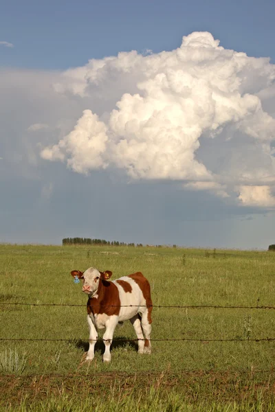 Storm Clouds Saskatchewan Calf — Stock Photo, Image
