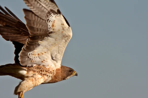 Swainson 's Hawk a voar em Saskatchewan — Fotografia de Stock