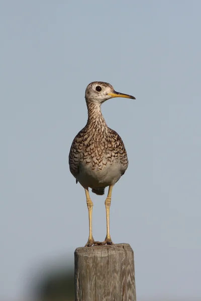 Upland Sandpiper on fence post — Stock Photo, Image
