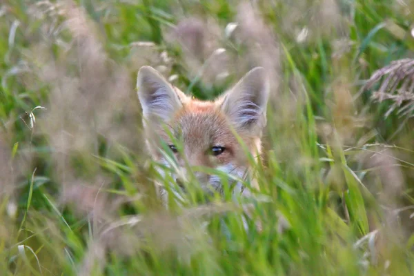 Κόκκινη Αλεπού Κουτάβι Στο Χορτάρι Κάλυμμα — Φωτογραφία Αρχείου