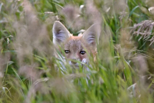 Štěně Red fox v trávě kryt — Stock fotografie