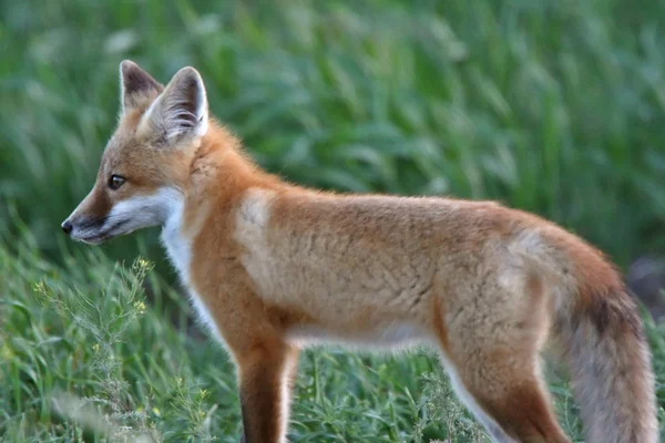 Red Fox Szczenię Poza Jego Den — Zdjęcie stockowe