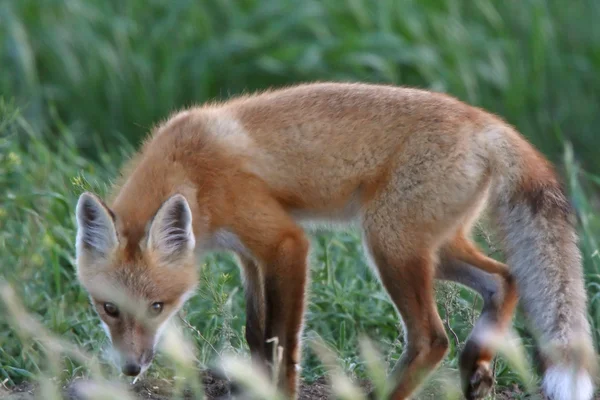 Red Fox cachorro fora de seu covil — Fotografia de Stock