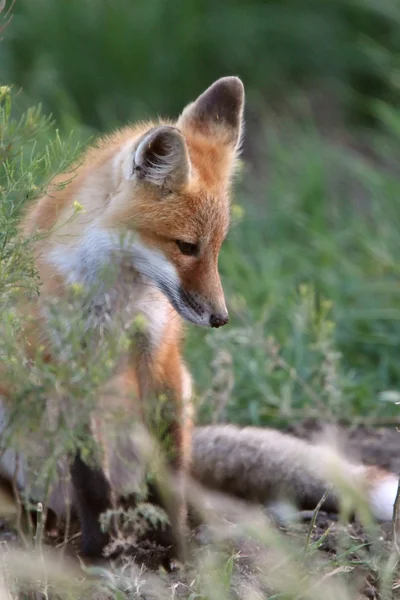 Red Fox Pup Its Den — Stock Photo, Image