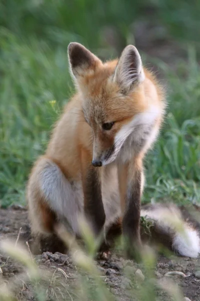 Red Fox Cachorro Fora Seu Covil — Fotografia de Stock