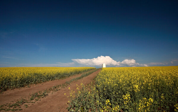 Saskatchewan country road between fields of canola