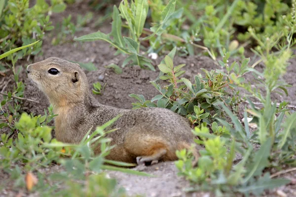 Richardson Ground Squirrel Resting Burrow — Stock Photo, Image