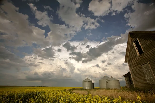 Canola crop near an old Saskatchewan homestead — Stock Photo, Image