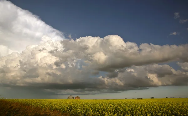 Nubes Tormenta Acercándose Cosecha Canola Saskatchewan — Foto de Stock
