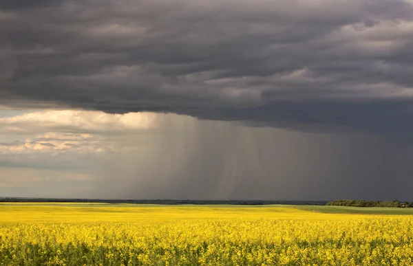 Frente a la lluvia acercándose a la cosecha de canola de Saskatchewan —  Fotos de Stock
