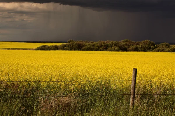 Frente a la lluvia acercándose a la cosecha de canola de Saskatchewan —  Fotos de Stock
