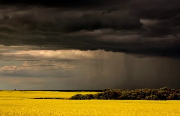 stock image Rain front approaching Saskatchewan canola crop