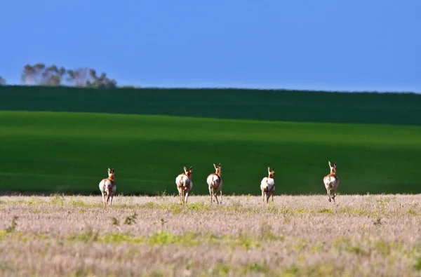 Manada Pronghorn Antelope Campo Saskatchewan — Fotografia de Stock