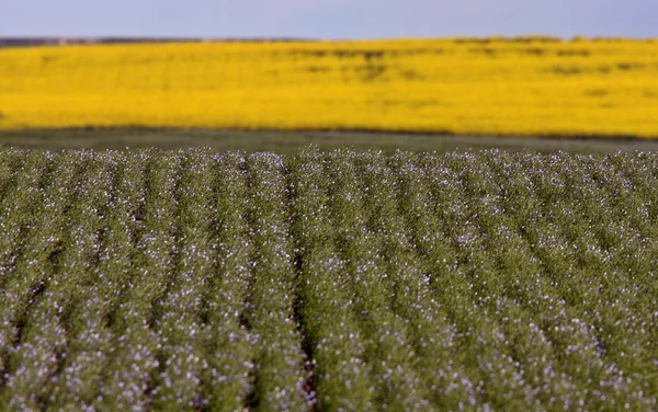 Cultivos de lino y canola en Saskatchewan —  Fotos de Stock