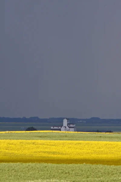 Saskatchewan içinde keten ve kanola bitkiler — Stok fotoğraf