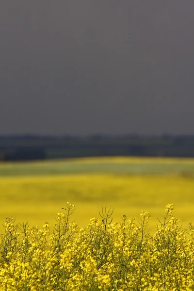 Cultivo de canola en Saskatchewan — Foto de Stock
