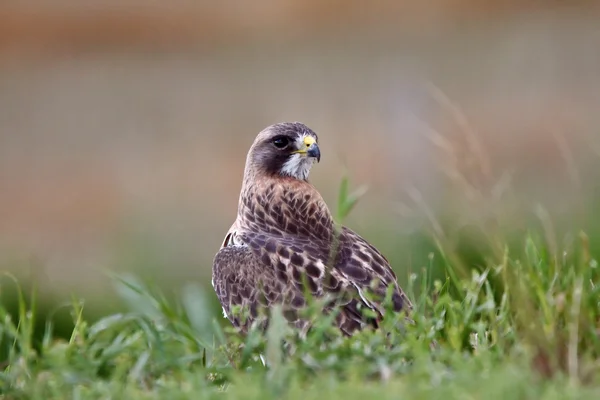 stock image Swainson's Hawk on ground