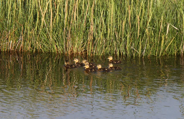 Ducklings Swimming Roadside Pond — Stock Photo, Image