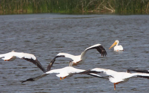White Pelicans Flying Chaplin Lake Marshes — Stock Photo, Image