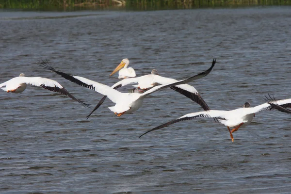 White Pelicans Flying Chaplin Lake Marshes — Stock Photo, Image