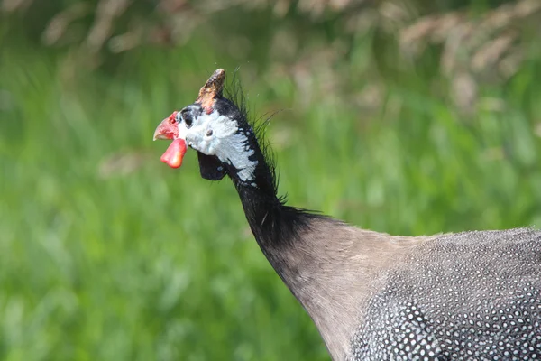 Aves de Guinea en Saskatchewan —  Fotos de Stock