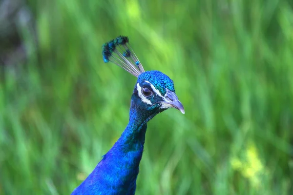 stock image Close up of peacock