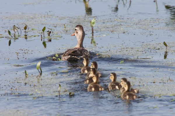 암 탉과 ducklings 길가 연못에서 수영 — 스톡 사진