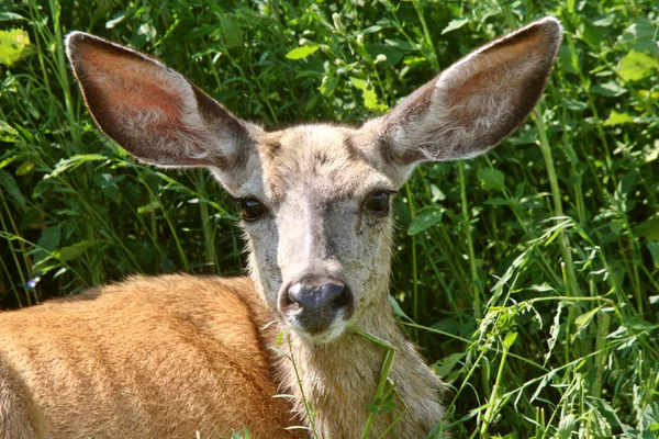 Fechar Mule Deer Fazedor — Fotografia de Stock