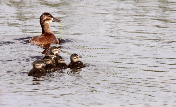 Hen Ducklings Swimming Roadside Pond — Stock Photo, Image