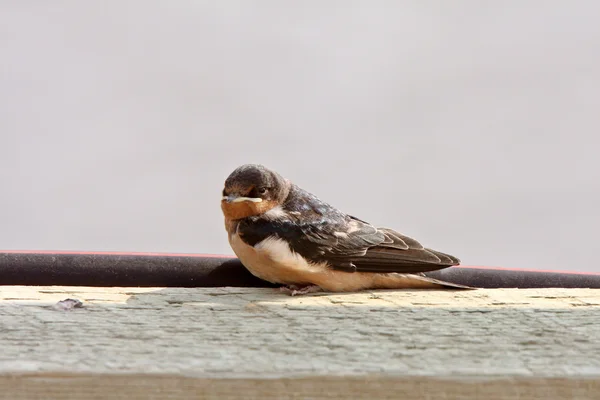 Bank Swallow resting on bridge plank — Stock Photo, Image