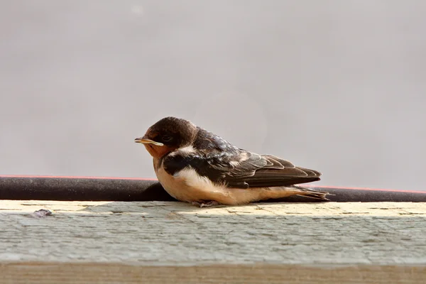 stock image Bank Swallow resting on bridge plank