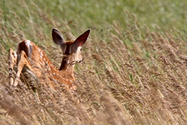 白尾的鹿在草丛中福恩 — 图库照片