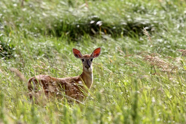 Branco cervo de cauda fawn na grama alta — Fotografia de Stock