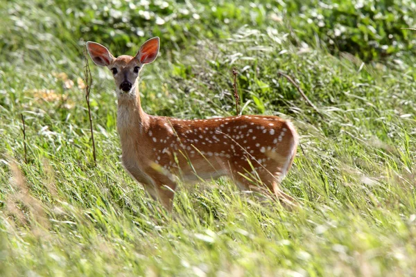 White Tailed Deer Fawn Looking Photographer — Stock Photo, Image
