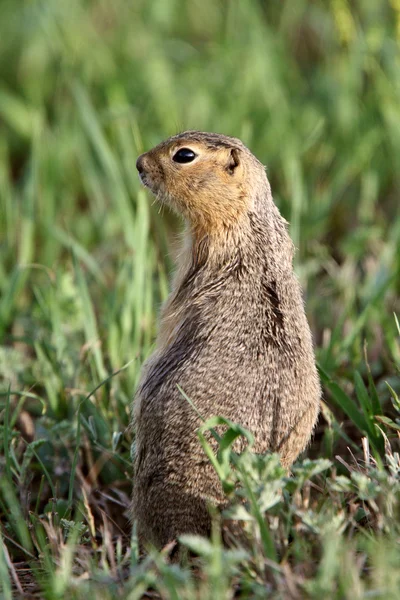 리처드슨의 그라운드 다람쥐 위험에 대 한 보고 — 스톡 사진