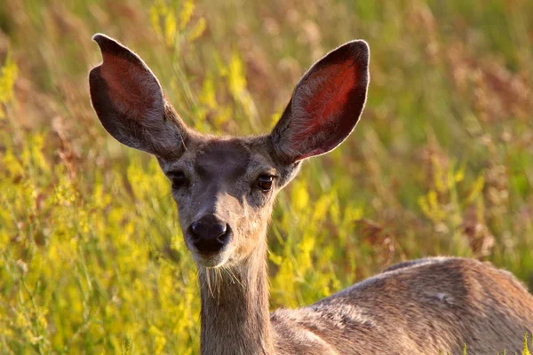 Close up of Mule Deer doe — Stock Photo, Image