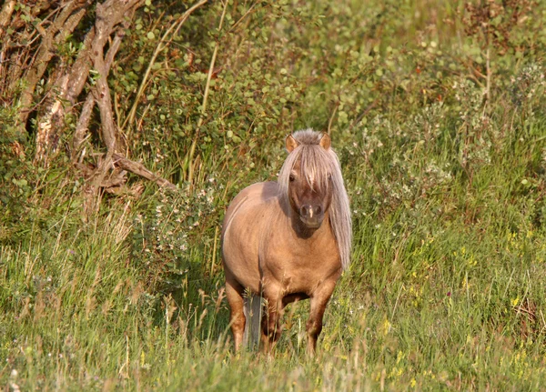 stock image Shetland Pony colt in pasture