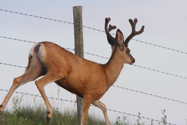 Mule Deer buck walking along barbed wire fence — Stock Photo, Image