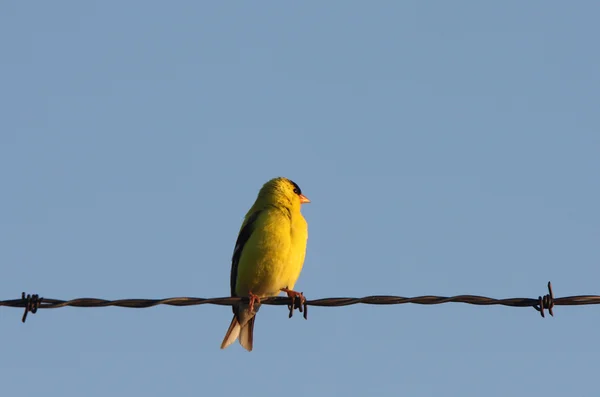 American Goldfinch Fio — Fotografia de Stock