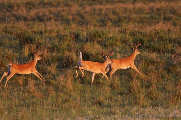 Ciervos de cola blanca corriendo y saltando — Foto de Stock