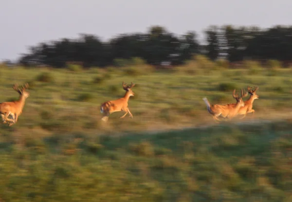 Blurred image of White tailed Deer bucks running — Stock Photo, Image