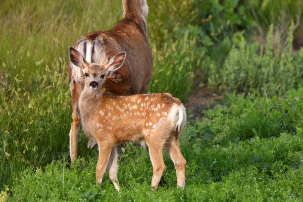Cervos de mula fawn e doe — Fotografia de Stock