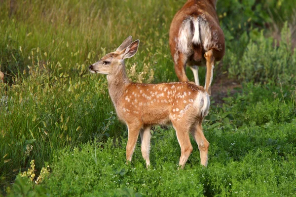 Basset Fauve Mule Deer Doe — Stockfoto