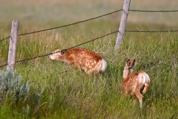 Dos Ciervos Mula Saskatchewan — Foto de Stock