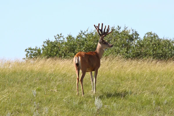 Mula ciervo buck de pie en la pendiente en Saskatchewan — Foto de Stock