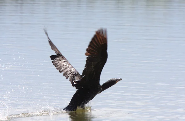 Kormoran biorąc lotu z wody — Zdjęcie stockowe