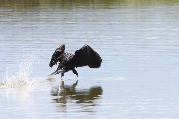 Cormorant taking flight from water — Stock Photo, Image