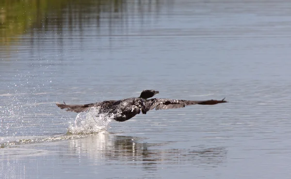 水からの飛行を鵜を取る — ストック写真