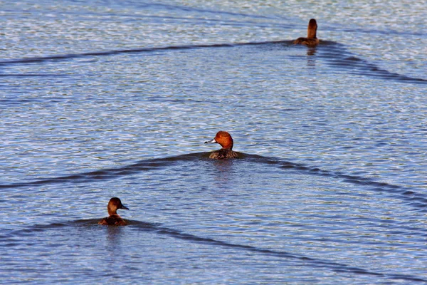 在路边的池塘里游泳的三个红发鸭子 — 图库照片