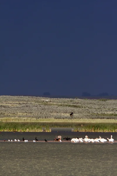 White Pelicans Gathered Small Sandbar — Stock Photo, Image